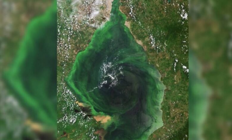 Imagen satelital revela peligro verde en el Lago de Maracaibo, el más grande de Suramérica