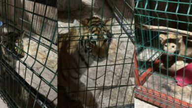Rescatan a cachorros de tigre, pantera y león en finca de narco