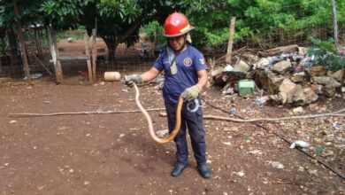 Bomberos rescatan a una serpiente de dos metros que merodeaba una casa en Kantunilkin