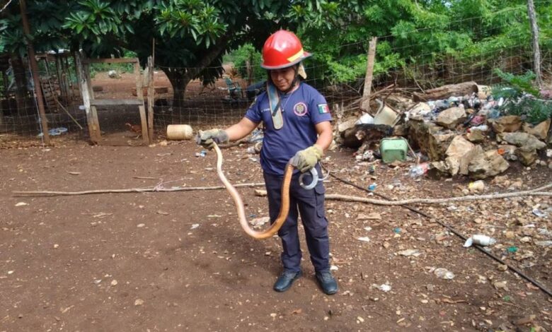 Bomberos rescatan a una serpiente de dos metros que merodeaba una casa en Kantunilkin