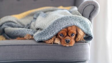 Técnica que ayudará a mantener sin frío a tu mascota