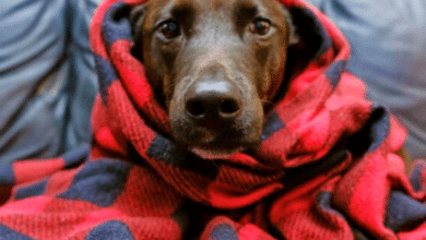 Exhortan a proteger a las mascotas durante frío