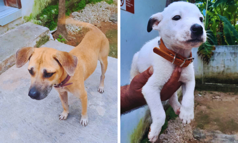 Instan a no regalar, sino adoptar un perro en Navidad; hay al menos 6 en la capital