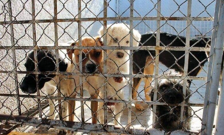Fiscalía investiga 35 casos por maltrato animal en Quintana Roo