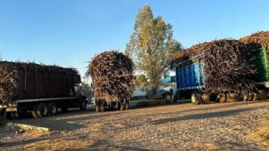 Todo listo para el arranque de la zafra en el sur de Quintana Roo