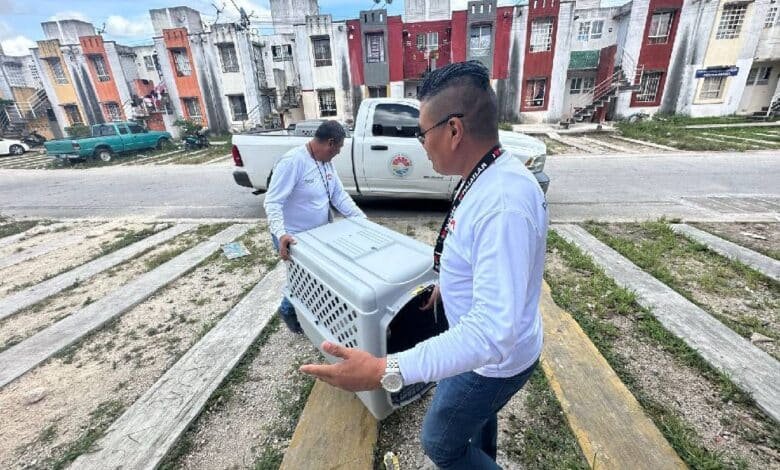 Rescata gobierno de BJ a perro en condiciones de maltrato animal