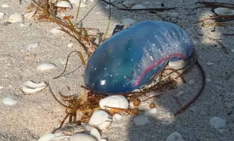 Pescadores reportan presencia de medusas en playa de Yucatán