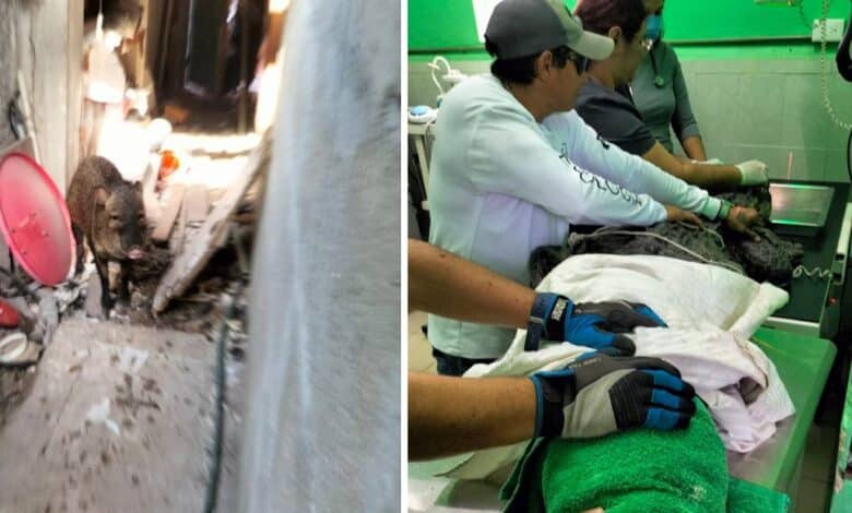 Rescatan a cocodrilo herido y reubican a pecarí en su hábitat natural en Cozumel