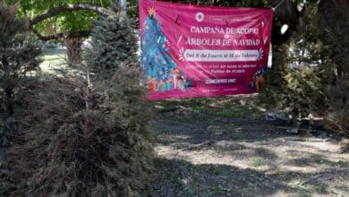 Lanza gobierno de Benito Juárez “campaña de acopio de árboles de navidad”