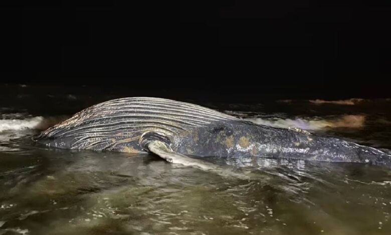 Hallan ballena de 8 metros muerta en playa de Mazatlán