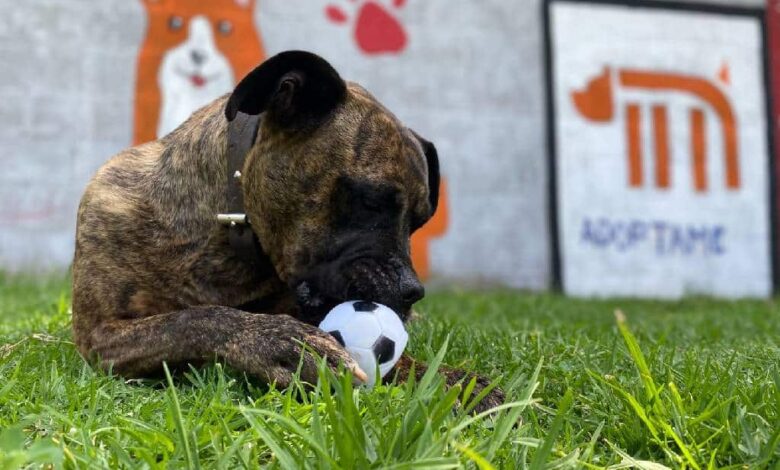 Conoce a Cuco, unos de los 55 perros en adopción del Metro