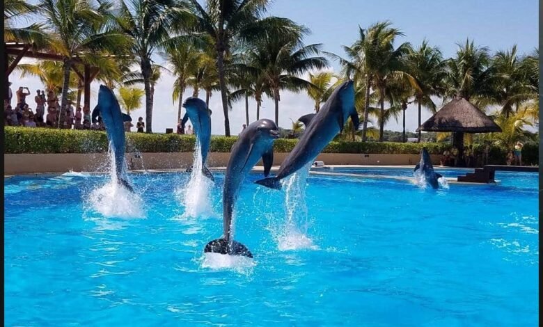 Profepa investiga delfinario en hotel Barceló Riviera Maya