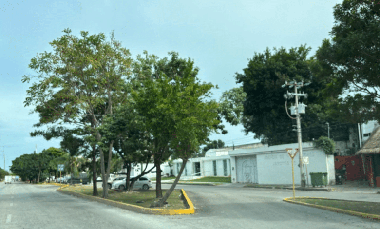 Arborizará ecología camellones de Cancún