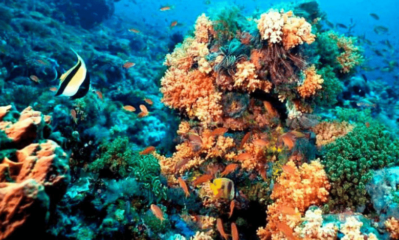 El Parque Nacional Arrecife de Puerto Morelos un paraíso submarino por descubrir