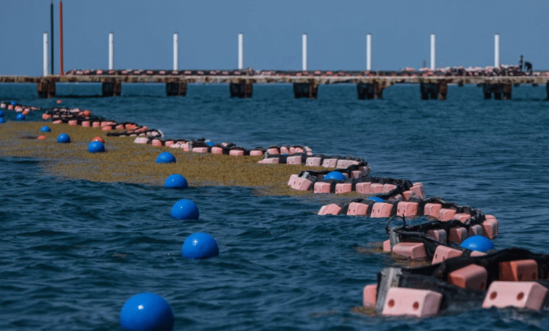Mar con bollas, con sargazo
