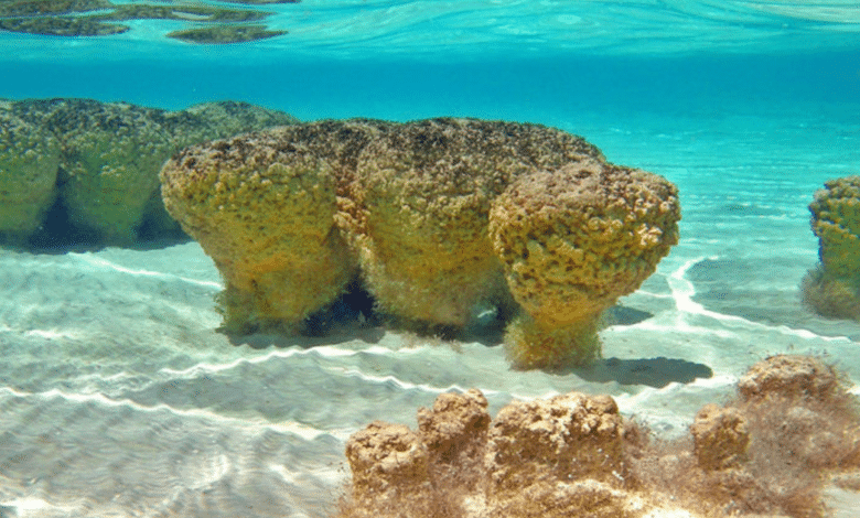 Los estromatolitos de Bacalar las formaciones vivientes más antiguas del planeta