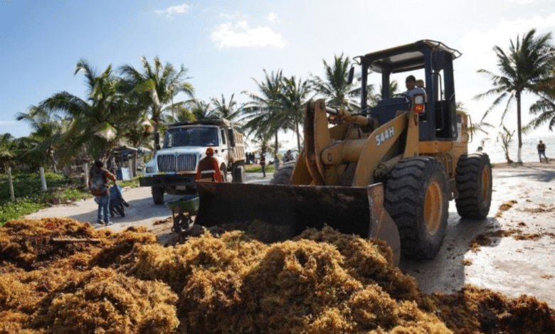 Secretaría de Marina se declara listo para hacer frente a la temporada de sargazo en Q.Roo, dispondría hasta mil elementos