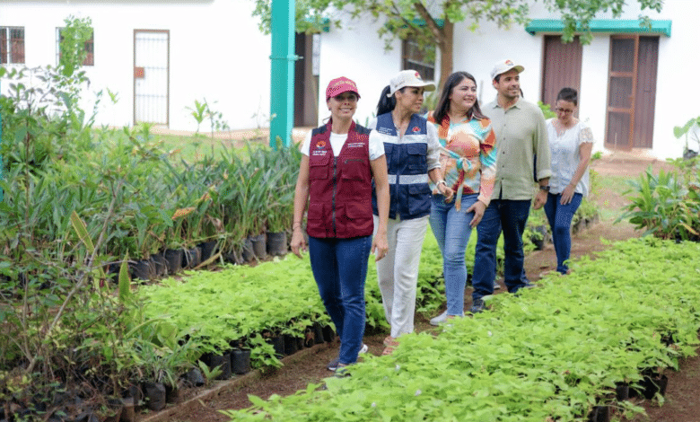 Supervisa Ana Paty Peralta triturado de árboles de navidad