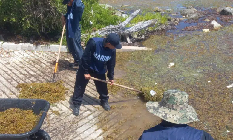 Miembro de la Marina recogiendo sargazo