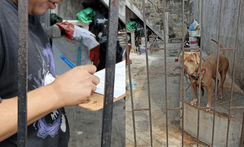 Imagen editada sobre un perro y un defensor de los derechos de los animales