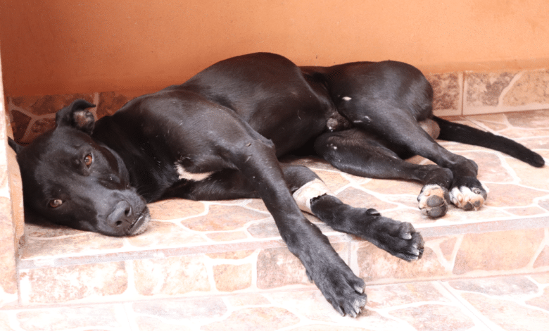 Perrito azabache se recupera con éxito