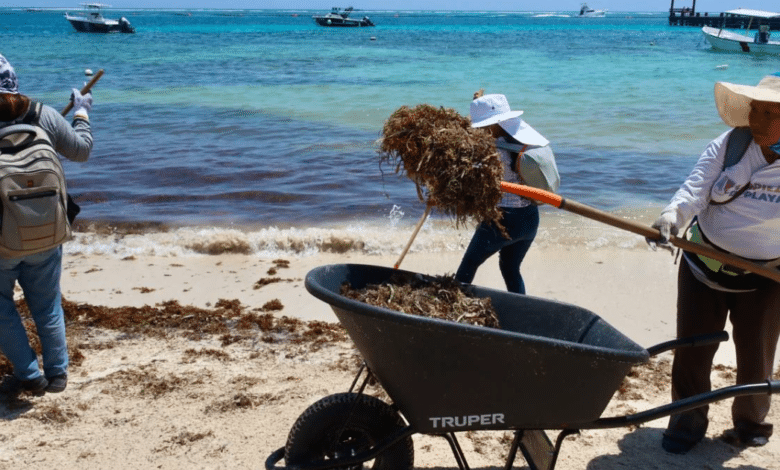 Intensifican limpieza de playas ante el recale de sargazo