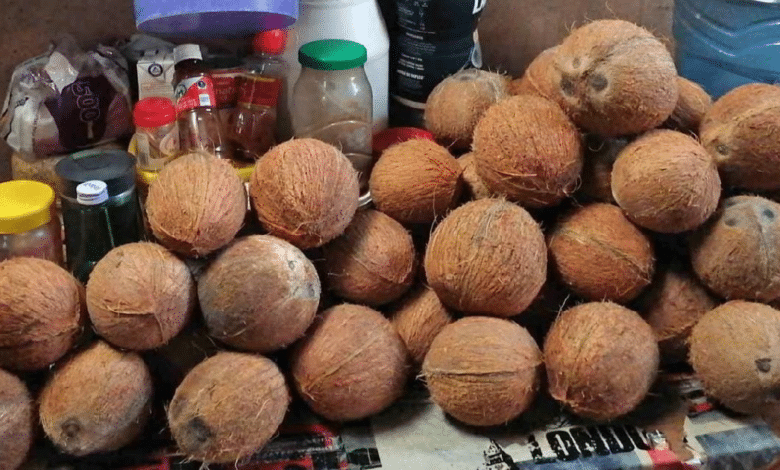 A la baja la producción del coco en la Zona Sur