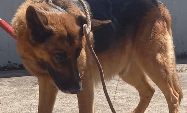 Crecen ataques de perros a personas en un 20 porciento en Quintana Roo