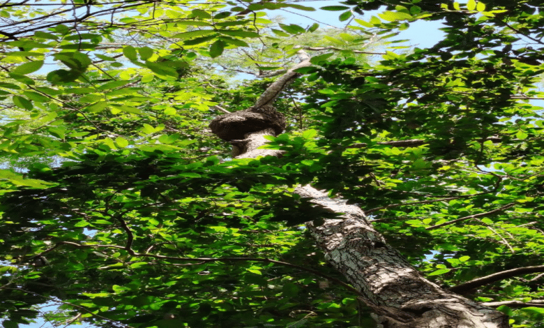 Retiran más de 30 panales de abejas africanizadas en Zona Urbana de Cancún