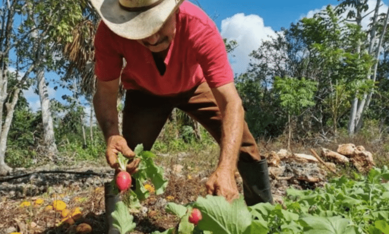 Impulsan al campo en Quintana Roo convenio entre federación y estado